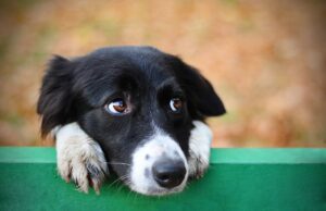 Cette ville de rêve est la moins dog-friendly de 2025, et les propriétaires de chiens fuient le marché immobilier Anti-chiens ?" Cette ville qui fait rêver le monde entier est la moins dog-friendly de 2025