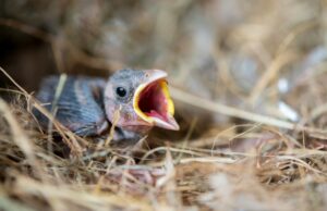 Canicule d’Août et détresse des oiseaux : ce geste sauve la faune… et valorise votre maison de 10 % Canicule d’Août et détresse des oiseaux : ce geste les sauve… et valorise votre maison de 10 %