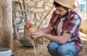 Sauver des poules, transformer sa maison : l’essor discret des fermes éducatives locales ces-locaux-adoptent-et-sauve-des-poules-ferme-éducative