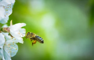 Jardin, potager, ruches : pourquoi ces détails “verts” font grimper les prix en 2026 Jardin, potager, ruches pourquoi ces détails “verts” font grimper les prix en 2026